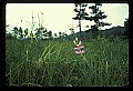 01123-00029-Grass Pink-Calopogon pulchellus.jpg