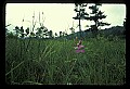 01123-00030-Grass Pink-Calopogon pulchellus.jpg