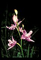 01123-00031-Grass Pink-Calopogon pulchellus.jpg