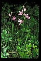 01123-00033-Grass Pink-Calopogon pulchellus.jpg