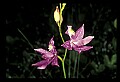 01123-00036-Grass Pink-Calopogon pulchellus.jpg