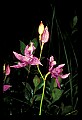 01123-00040-Grass Pink-Calopogon pulchellus.jpg