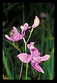 01123-00045-Grass Pink-Calopogon pulchellus.jpg
