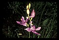 01123-00048-Grass Pink-Calopogon pulchellus.jpg