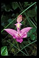 01123-00050-Grass Pink-Calopogon pulchellus.jpg