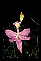 01123-00054-Grass Pink-Calopogon pulchellus.jpg