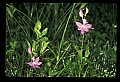 01123-00056-Grass Pink-Calopogon pulchellus.jpg