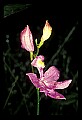 01123-00061-Grass Pink-Calopogon pulchellus.jpg