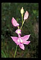 01123-00063-Grass Pink-Calopogon pulchellus.jpg