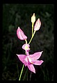 01123-00064-Grass Pink-Calopogon pulchellus.jpg