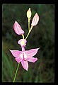 01123-00065-Grass Pink-Calopogon pulchellus.jpg