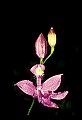 01123-00071-Grass Pink-Calopogon pulchellus.jpg
