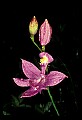 01123-00072-Grass Pink-Calopogon pulchellus.jpg
