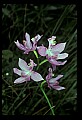 01123-00079-Grass Pink-Calopogon pulchellus.jpg