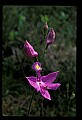 01123-00083-Grass Pink-Calopogon pulchellus.jpg