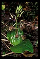01136-00004-Large Twayblade, Liparis lilifolia.jpg