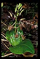 01136-00005-Large Twayblade, Liparis lilifolia.jpg