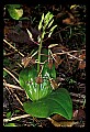 01136-00008-Large Twayblade, Liparis lilifolia.jpg