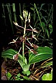 01136-00014-Large Twayblade, Liparis lilifolia.jpg