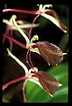 01136-00018-Large Twayblade, Liparis lilifolia.jpg