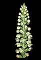 01140-00001-Downy Rattlesnake Plantain, Goodyera pubescens.jpg