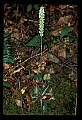 01140-00003-Downy Rattlesnake Plantain, Goodyera pubescens.jpg