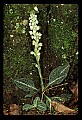 01140-00005-Downy Rattlesnake Plantain, Goodyera pubescens.jpg