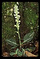 01140-00006-Downy Rattlesnake Plantain, Goodyera pubescens.jpg