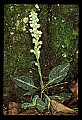 01140-00007-Downy Rattlesnake Plantain, Goodyera pubescens.jpg