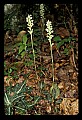 01140-00008-Downy Rattlesnake Plantain, Goodyera pubescens.jpg
