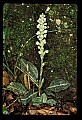 01140-00009-Downy Rattlesnake Plantain, Goodyera pubescens.jpg