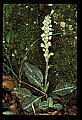 01140-00010-Downy Rattlesnake Plantain, Goodyera pubescens.jpg