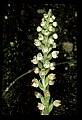 01140-00011-Downy Rattlesnake Plantain, Goodyera pubescens.jpg