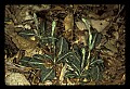 01140-00013-Downy Rattlesnake Plantain, Goodyera pubescens.jpg
