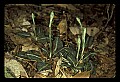 01140-00014-Downy Rattlesnake Plantain, Goodyera pubescens.jpg
