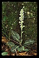 01140-00016-Downy Rattlesnake Plantain, Goodyera pubescens.jpg