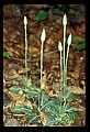 01140-00017-Downy Rattlesnake Plantain, Goodyera pubescens.jpg