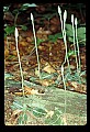 01140-00018-Downy Rattlesnake Plantain, Goodyera pubescens.jpg