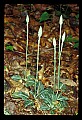 01140-00019-Downy Rattlesnake Plantain, Goodyera pubescens.jpg