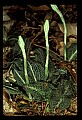 01140-00021-Downy Rattlesnake Plantain, Goodyera pubescens.jpg