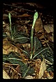 01140-00022-Downy Rattlesnake Plantain, Goodyera pubescens.jpg