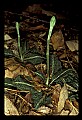 01140-00023-Downy Rattlesnake Plantain, Goodyera pubescens.jpg