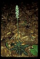 01140-00027-Downy Rattlesnake Plantain, Goodyera pubescens.jpg