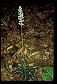 01140-00028-Downy Rattlesnake Plantain, Goodyera pubescens.jpg