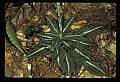 01140-00034-Downy Rattlesnake Plantain, Goodyera pubescens.jpg
