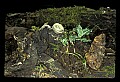 01140-00035-Downy Rattlesnake Plantain, Goodyera pubescens.jpg