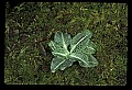 01140-00036-Downy Rattlesnake Plantain, Goodyera pubescens.jpg