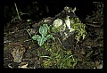 01140-00037-Downy Rattlesnake Plantain, Goodyera pubescens.jpg