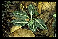 01140-00038-Downy Rattlesnake Plantain, Goodyera pubescens.jpg