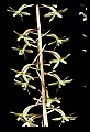 01145-00002-Crane-fly Orchid, Tipularia discolor.jpg